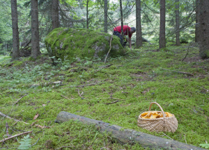Person plockar svamp i skogen