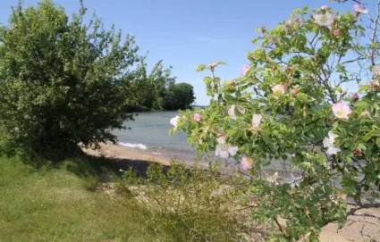 Vresros och strand