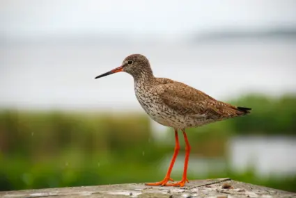 Rödbena vid Tåkern