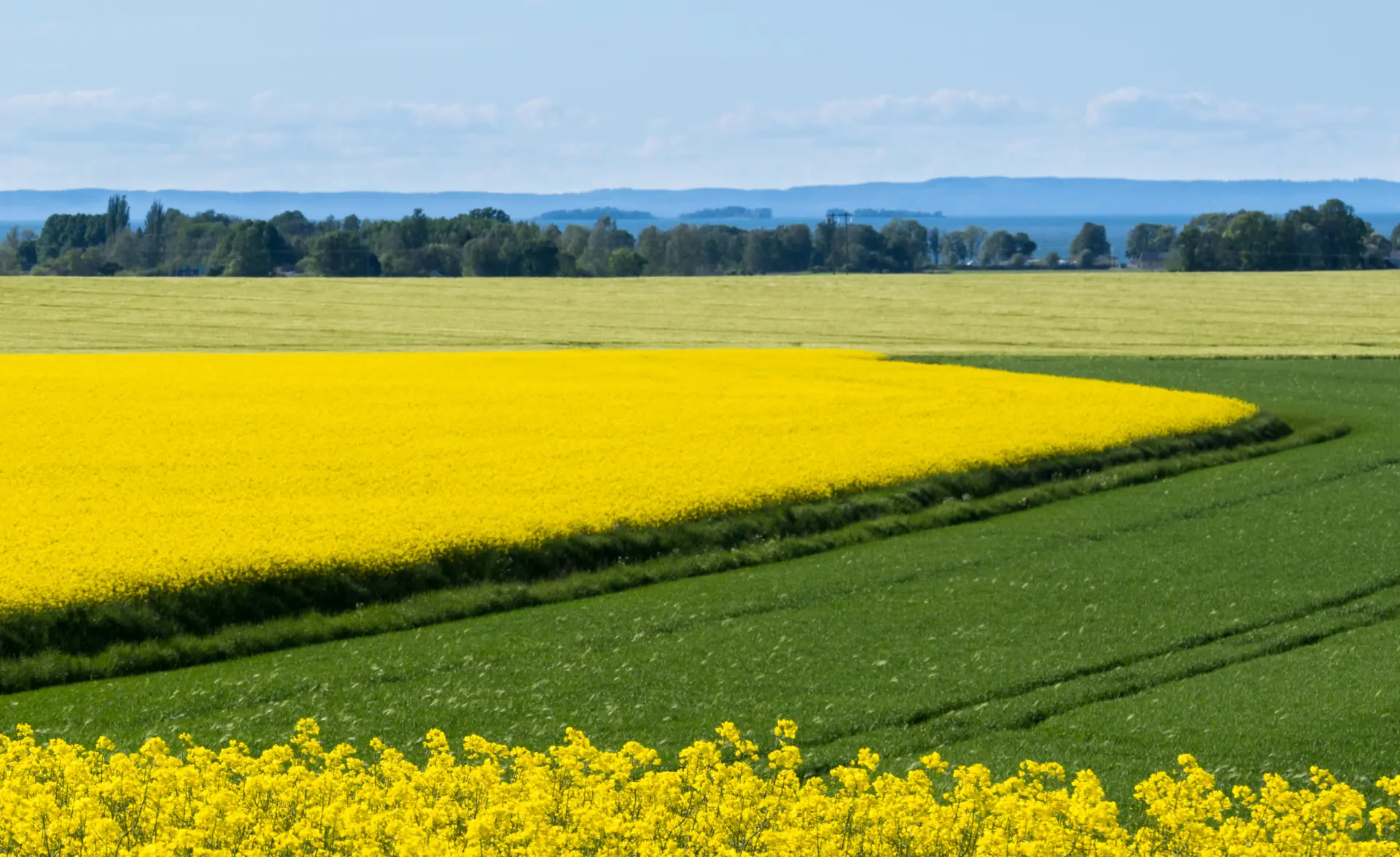 Rapsfält och Vättern