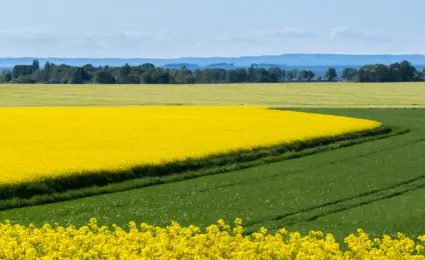 Rapsfält och Vättern