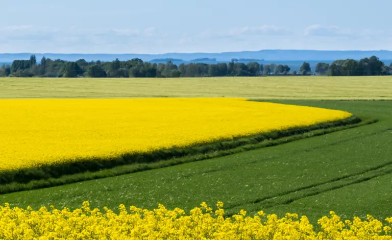 Rapsfält och Vättern