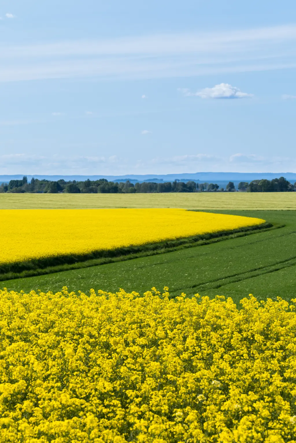 Rapsfält och Vättern