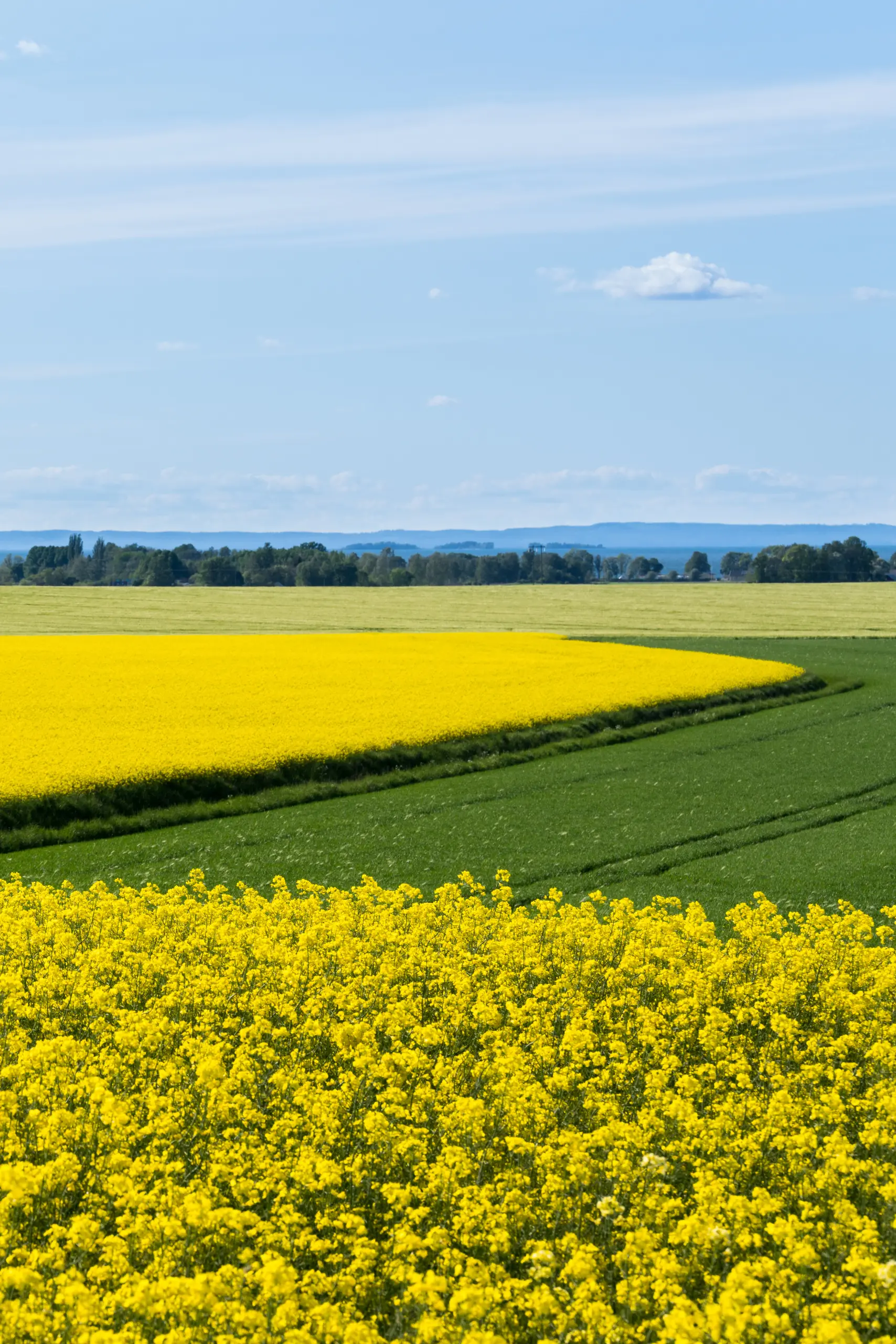 Rapsfält och Vättern
