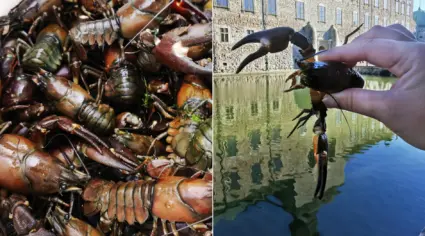 Montage: Kräftor i mäng samt Vadstena slott.
