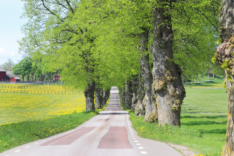 Allé med rapsfält intill