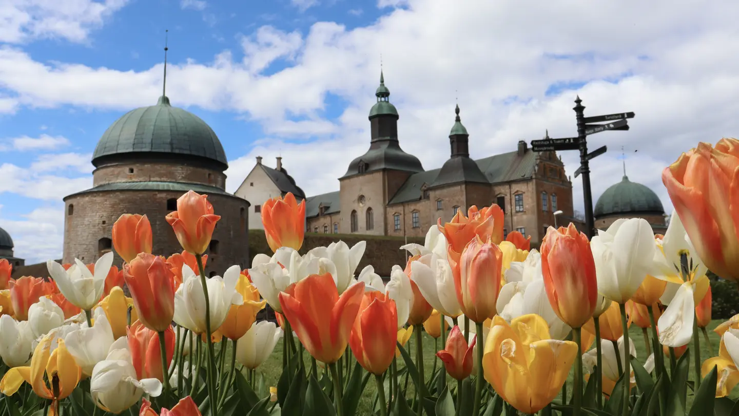Tulpanrabatt med Vadstena slott i bakgrunden.
