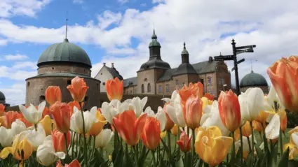 Tulpanrabatt med Vadstena slott i bakgrunden.