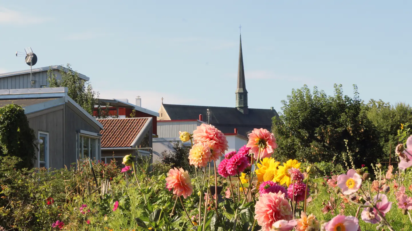 Blommor på koloniland med klosterkyrkan i bakgrunden.