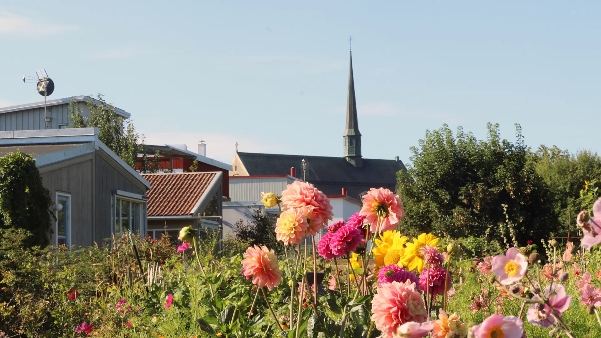 Blommor på koloniland med klosterkyrkan i bakgrunden.