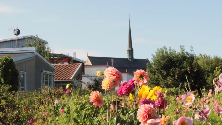 Blommor på koloniland med klosterkyrkan i bakgrunden.
