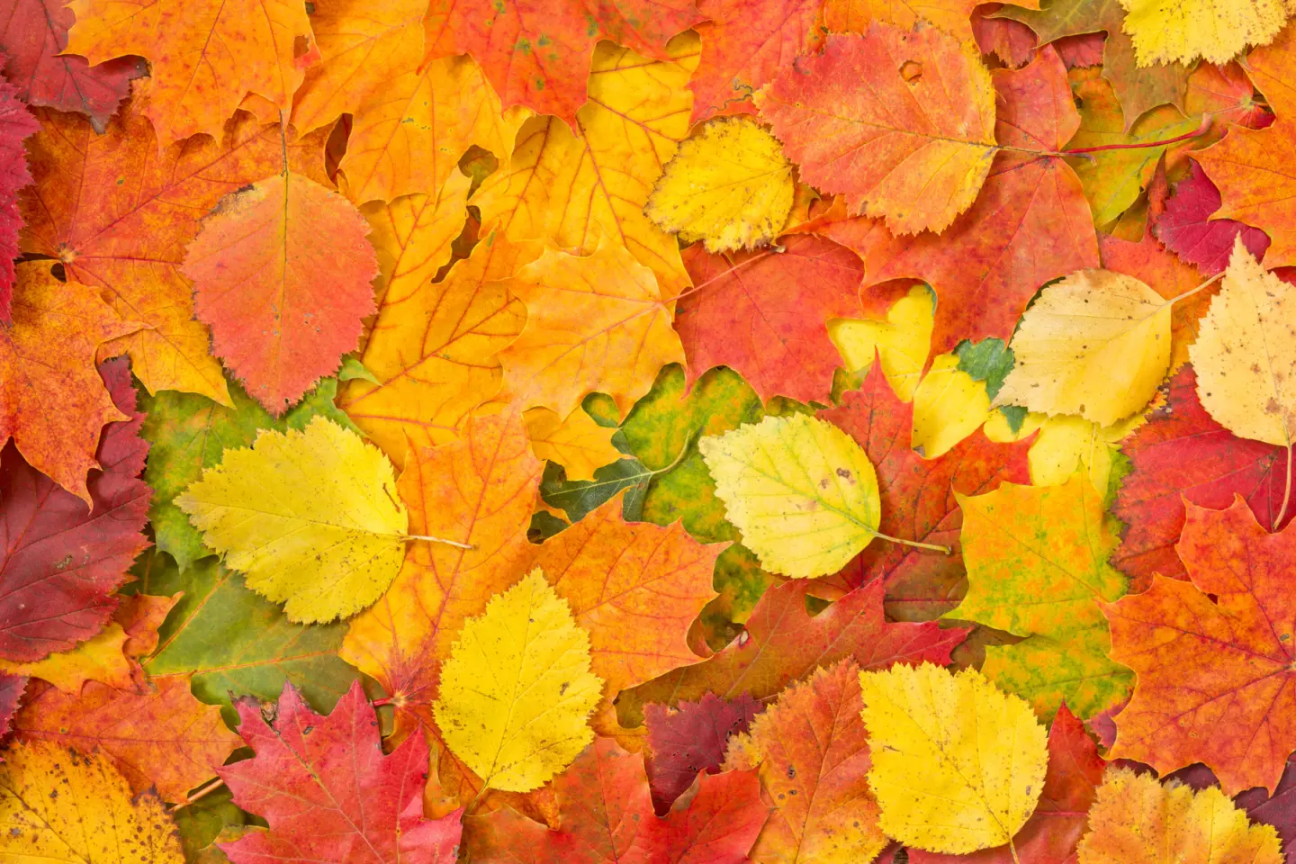 Höstlöv på marken.
